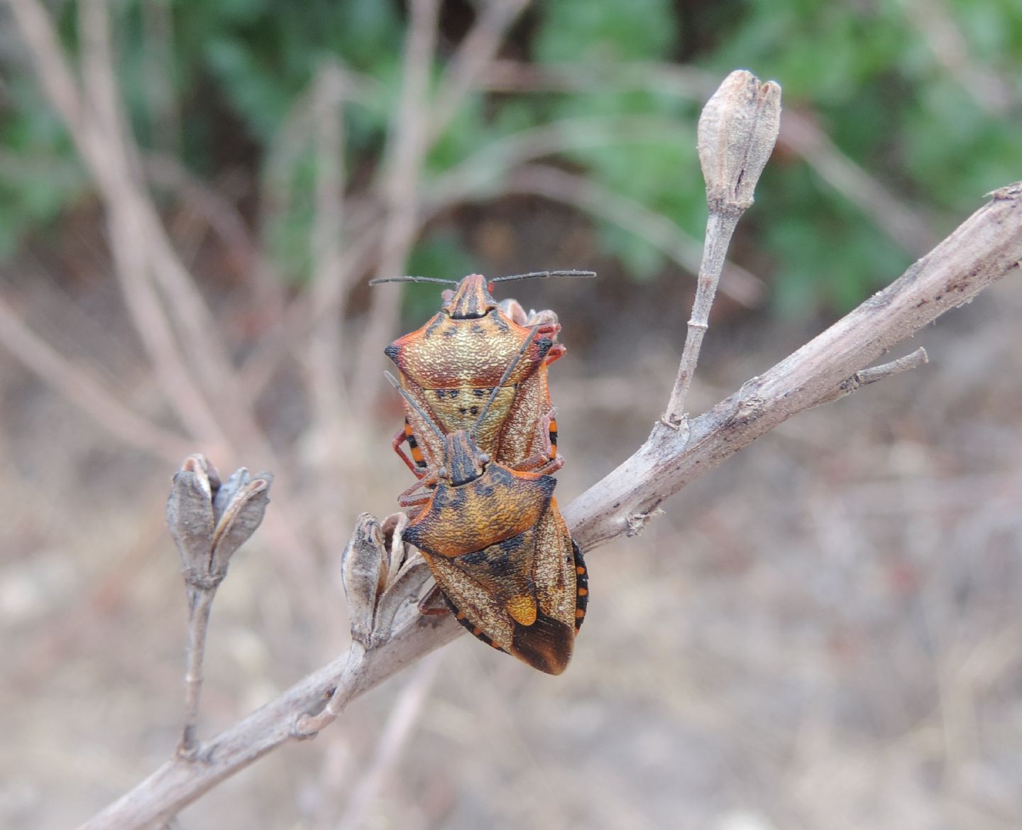 Carpocoris mediterraneus ssp.?